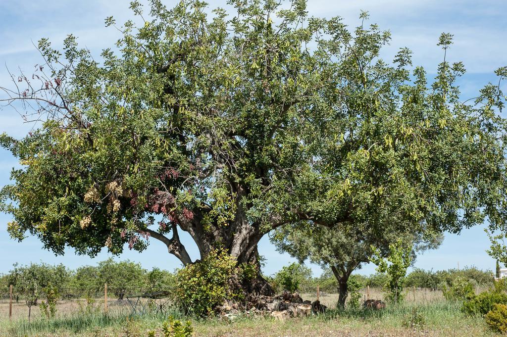 בית הארחה קבאנס דה טאבירה 	Pensao Agricola מראה חיצוני תמונה