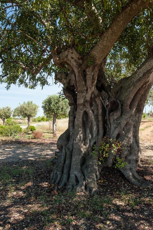 בית הארחה קבאנס דה טאבירה 	Pensao Agricola מראה חיצוני תמונה